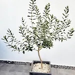 Apartman Roko Apartman *